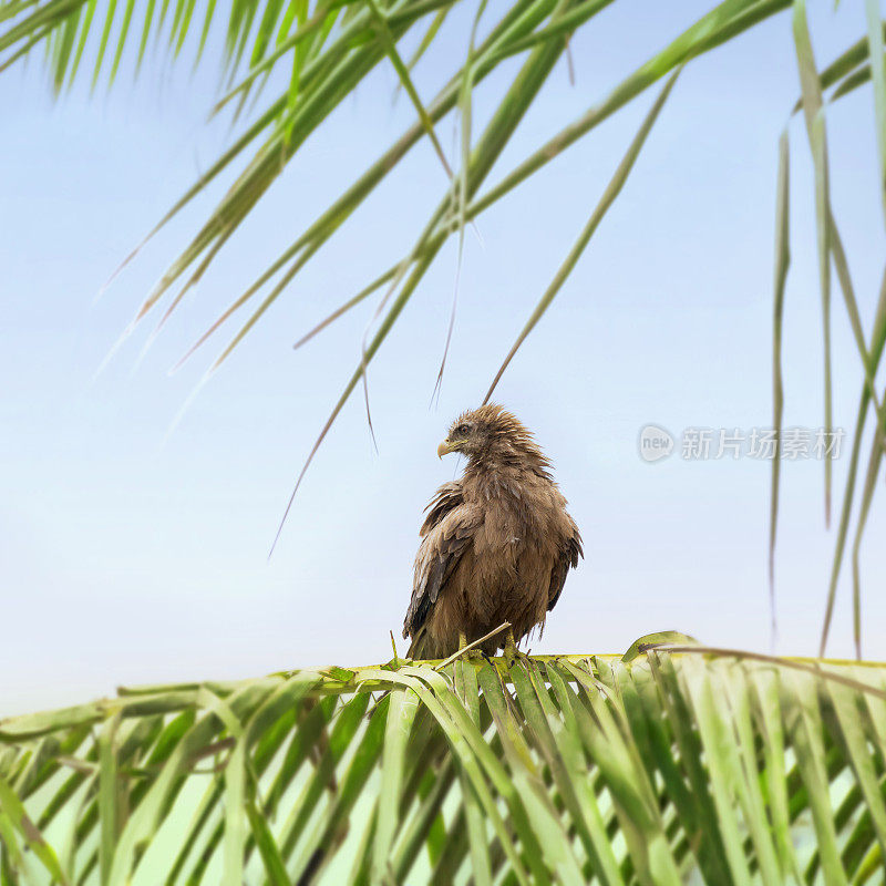 黎明时分，塞内加尔达喀尔，黑风筝(Mulvus migration，猛禽)在棕榈树树枝上梳洗